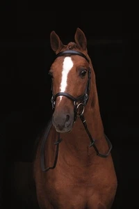 Original Micklem Competition Bridle - Picture 1 of 1