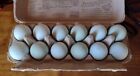 8+ Cream/Opal Legbar Split Hatching Eggs