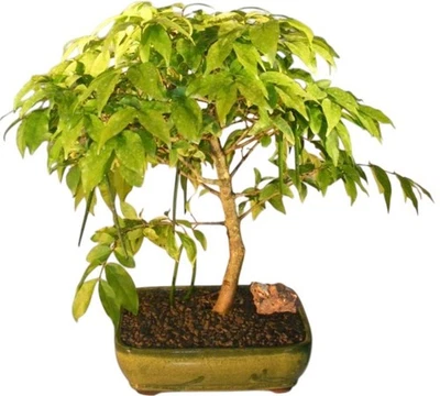 Bonsai de agua árbol con flores planta viva Wrightia Religiosa 20" H interior Foto 1 de 3