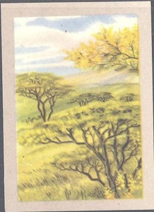 Jacques - Our Congo - 66 - Acacias - Picture 1 of 1