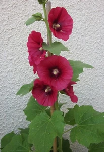 35 Graines de fleurs Rose Trémière Rouge Méthode BIO seed plantes jardin vivace - Picture 1 of 2