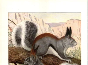 Antique Louis A. Fuertes Art: National Geo: Albert Squirrel & Kaibab Squirrel - Picture 1 of 5