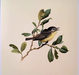 Placa de libro con impresión artística vintage J F Lansdowne Birds Philadelphia Vireo 38 - Imagen 1 de 3