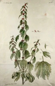 1777 Nettle, botany, large folio, J. G. Sturm for Johan Andreas Murray - Picture 1 of 3