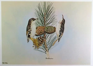 Rex Brasher Bird Print, Brown Creeper on Cedar Pine, 16x12 in. - Picture 1 of 3