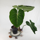 Philodendron Gloriosum, Pink Veined Back, Exact Plant XL Ships Nationwide