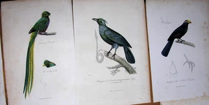 19 planches Oiseaux en couleurs chez Pourrat du XIXème siècle. - Foto 1 di 3