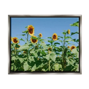 Tranquil Country Sunflower Meadow Sunny Daytime Blooms Floating Framed Wall A... - Picture 1 of 5