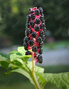 50+ Whole American Pokeweed BERRIES (Phytolacca americana) Air Dry Dragonberries - Picture 1 of 4