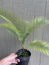 Lytocaryum weddellianum Palm 1gal