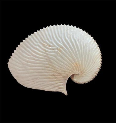 Sea shells Argonauta argo 133.7mm Aquarium Decoration Products creative gifts - Image 1 of 4
