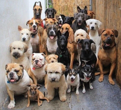 Alimento tierno verdadero para perros 4 libras pavo e hígado (fórmula original sin granos) Foto 1 de 4