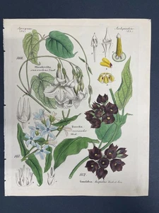 Free Shipping! Antique Botanical, Dietrich, Hand Color, 1840, Germany,V,2 - Picture 1 of 1
