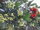 Winterharter Erdbeer - Gemse-Baum winterhart Obst Garten ! Samen