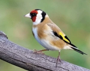 3D Magnet Goldfinch for Fridge Board Whiteboard Magnet Magnetic - Picture 1 of 1