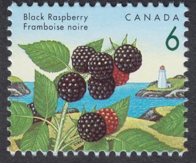 Canada - #1353iv Edible Berries - Black Raspberry, "Blue Thread Variety" - MNH - Image 1 of 2
