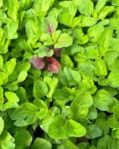 9,999+ Seeds Amaranth Vegetable – Red & Green Calaloo, Asian Spinach, Rajgira - Picture 1 of 3