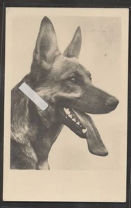 Schäferhund Fotokarte gest. - Picture 1 of 2