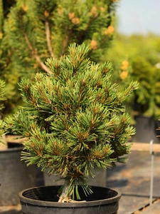 Pinus flexilis 'Comanche' - Limber Pine *Live Plant - Picture 1 of 5