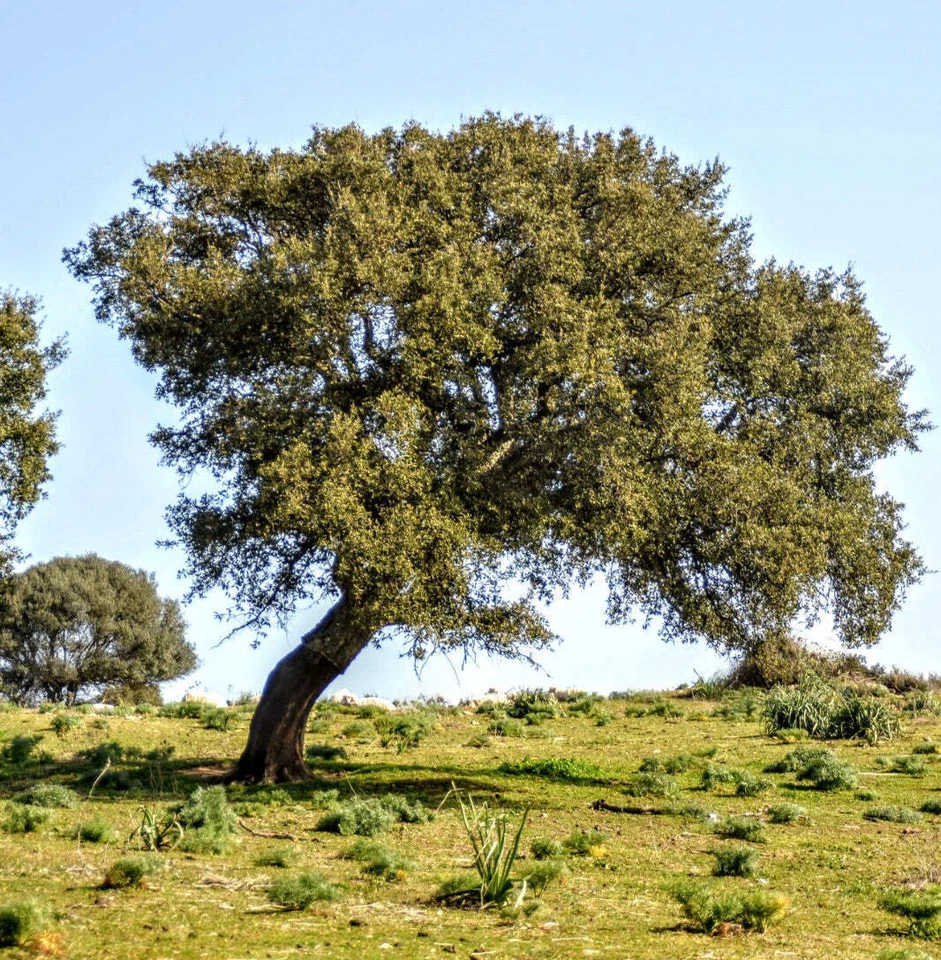 WORLD PLANTS Quercus suber - - Sughera | Quercia da sughero