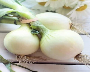 800 Seeds Onions Gladalan White Lovely Heirloom Make an Offer - Picture 1 of 1
