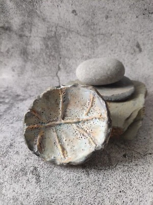 Sea Fossil Bowl, Clay Pastel Trinket Dish, Handmade Ceramic Vessel, Shallow Bowl - Image 1 of 4