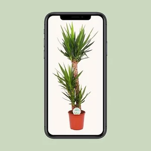 Yucca Elephantipes - stilvolle Zimmerpflanze mit Ø24cm und Höhe 125cm, ideal für - Bild 1 von 4