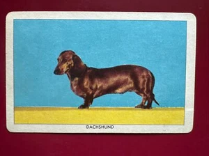 1950 Peter Paul Walnettos Choclettos and Coconettos Dachshund Dog Card - Afbeelding 1 van 2