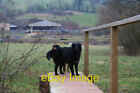 Photo 6x4 Tiverton: farm dogs near Rashleighayes Cadeleigh Seen on a new  c2006