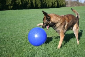 Jolly Pets Push-n-Play Dog Toy - Picture 1 of 6