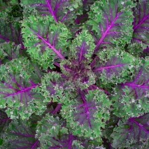 1/4 Lb Red Russian Kale Seeds - Everwilde Farms Mylar Seed Packet - Picture 1 of 2