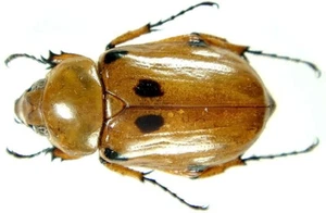 Insect - CYCLOCEPHALINI Ancognatha vulgaris - Peru - 25mm+/- ....!! - Picture 1 of 1