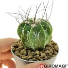 Astrophytum Steinbock Topf 6,5 cm - GIRAGI Kaktus & Sukkulenten