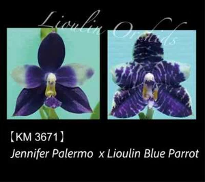 Phal. Jennifer Palermo x Phal. Lioulin Blue Parrot - 1.7" Seed Grown - Picture 1 of 5