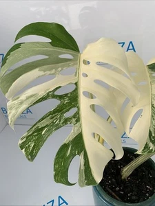 Monstera deliciosa Variegated Albo Not Borsigiana ESTABLISHED PLANT Rare - Picture 1 of 9