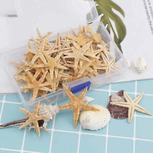50/100Pcs Natural Starfish Seashell Beach Craft Natural Wedding Home Decor-qjMM