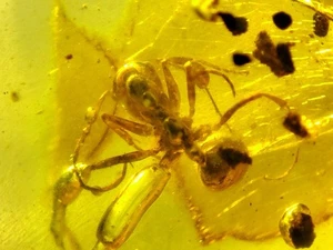 Fossil amber Insect Burmese burmite Cretaceous insect Ant Myanmar - Picture 1 of 3