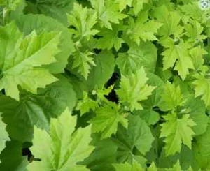 Herb plants, garden ready, 9cm pots lots of choice - Picture 1 of 298