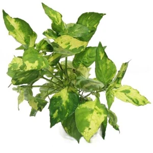 Hygrophila corymbosa Variegata Live Aquarium Plants Tropical Aquascaping K2AQUA - Picture 1 of 1