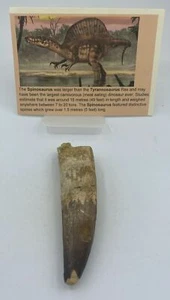 Spinosaurus Teeth Dinosaur F0SSIL Before T Rex Cretaceous K478 - Picture 1 of 4