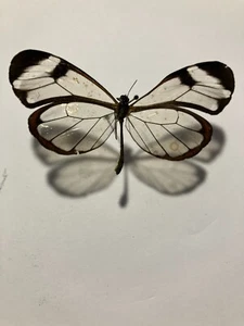 Real Insect/Butterfly/Moth Spread B2522 Rare Ithomiidae drymo Peru - Imagen 1 de 3