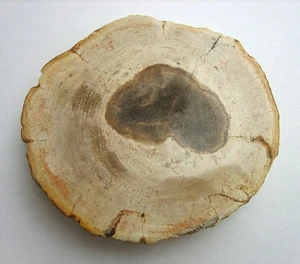 Versteinertes Holz Mangrove sp. 10 cm Scheibe poliert braun 315 g aus Indonesien - Bild 1 von 6