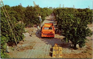 Harvesting Scene in Florida's orange groves FLORIDA CHROME POSTCARD D19 - Picture 1 of 2