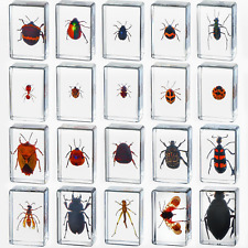 20 Pcs Insect in Resin Bug Preserved Specimen Collection Paperweights Resin Inse