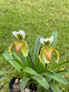 Paphiopedilum exul slipper orchid species/ bloom size  - Picture 1 of 3