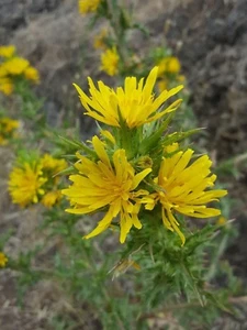TAGARNINA scolymus hispanicus 1000 semillas seeds - Picture 1 of 1