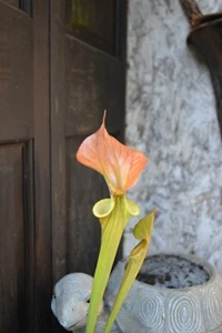 Sarracenia flava DWARF Cuprea Pitcher Plant Hardy Vigorous! Live Potted 4 inch - Picture 1 of 5