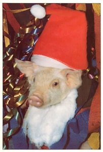 Adorable Santa Piglet Ho Ho Ho Christmas Xmas Card 1980 Photo by George Dudley - Picture 1 of 3