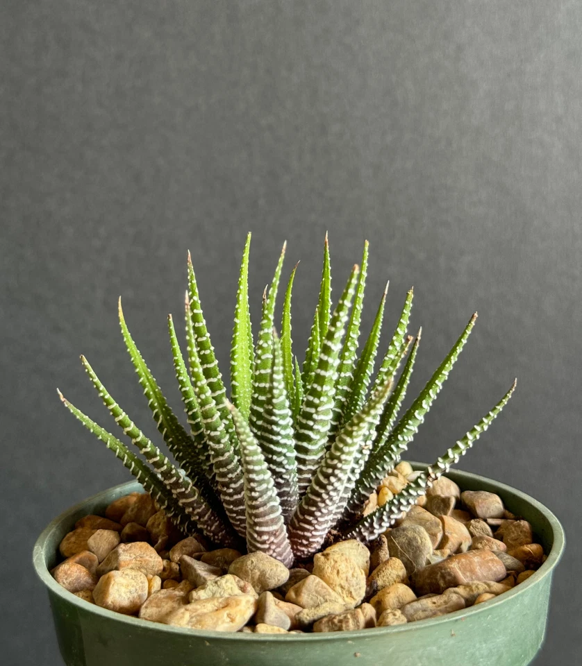 Haworthia Attenuata Big Band cebra cebra exótica rara suculenta cactus 4" Foto 1 de 1