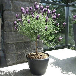Beautiful French Lavender Tree – Butterfly Lavender in Bud & Bloom (1 Plant)! - Picture 1 of 3